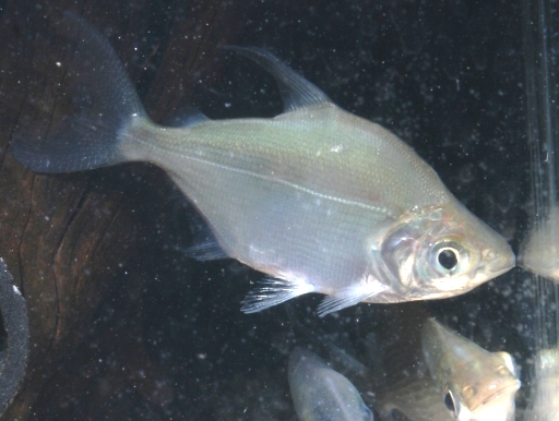 キタリヌス ラタス